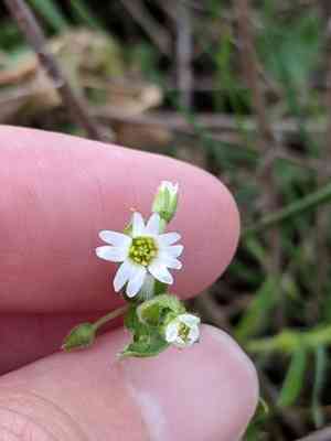 Short-stalk chickweed(Cerastium brachypodum)