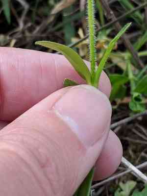 Short-stalk chickweed(Cerastium brachypodum)