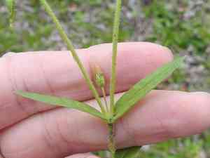 Short-stalk chickweed(Cerastium brachypodum)