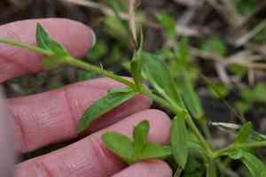 Short-stalk chickweed(Cerastium brachypodum)