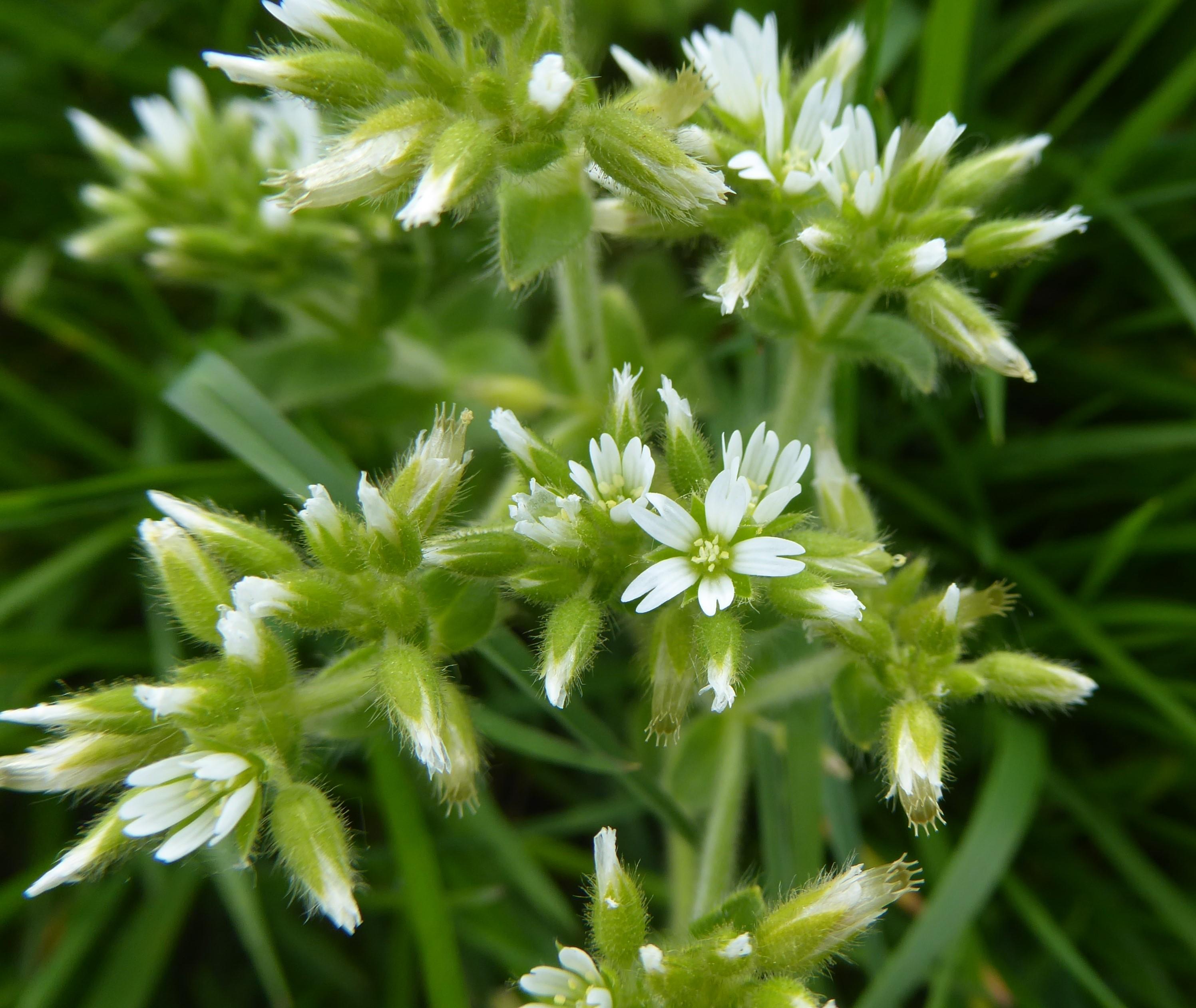 Sticky chickweed
