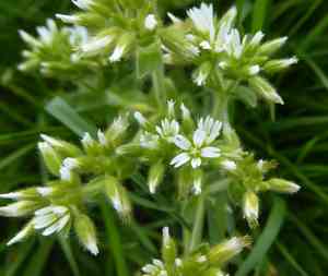 Sticky chickweed(Cerastium glomeratum)