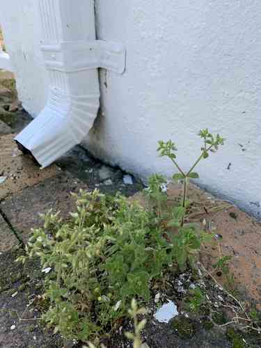 Sticky chickweed(Cerastium glomeratum)