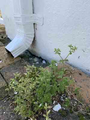 Sticky chickweed(Cerastium glomeratum)