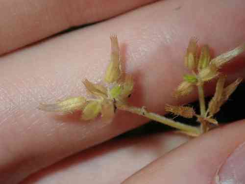 Sticky chickweed(Cerastium glomeratum)