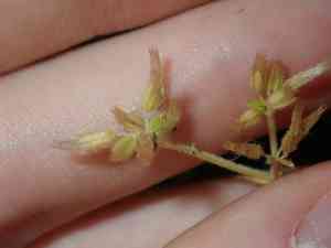 Sticky chickweed(Cerastium glomeratum)