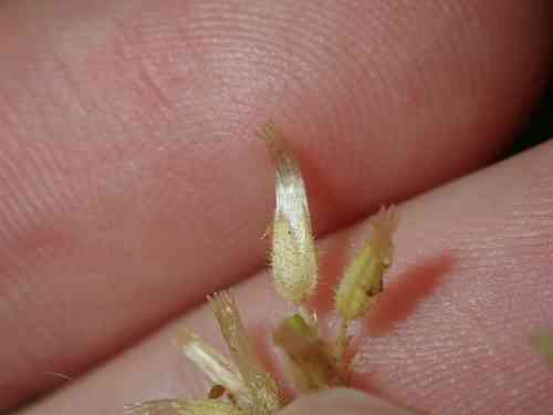 Sticky chickweed(Cerastium glomeratum)