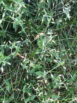 Common mouse-ear chickweed(Cerastium holosteoides)