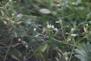 Common mouse-ear chickweed(Cerastium holosteoides)