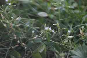 Common mouse-ear chickweed(Cerastium holosteoides)