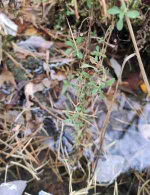 Common mouse-ear chickweed(Cerastium holosteoides)