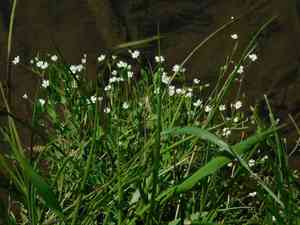 Nodding chickweed(Cerastium nutans)