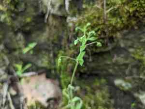 Nodding chickweed(Cerastium nutans)