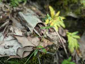 Nodding chickweed(Cerastium nutans)