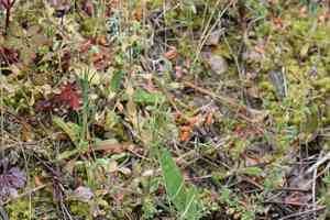 Dwarf mouse-ear(Cerastium pumilum)