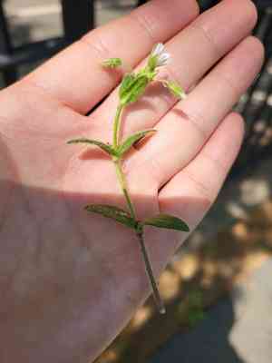 Dwarf mouse-ear(Cerastium pumilum)