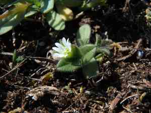 Dwarf mouse-ear(Cerastium pumilum)