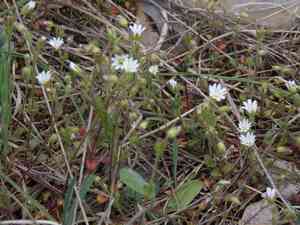 Dwarf mouse-ear(Cerastium pumilum)