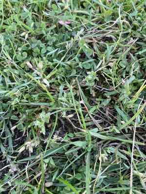 Fivestamen chickweed(Cerastium semidecandrum)