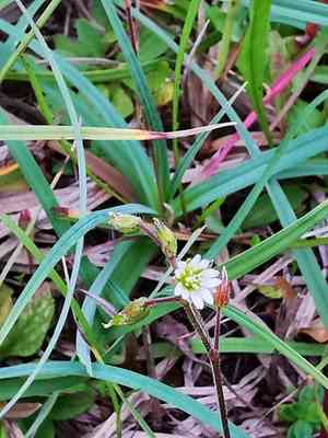 Fivestamen chickweed(Cerastium semidecandrum)