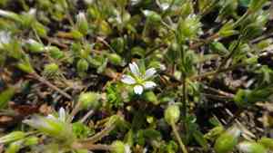 Fivestamen chickweed(Cerastium semidecandrum)