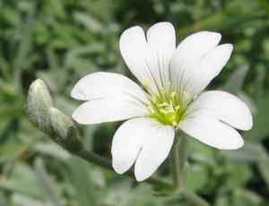 Snow-in-summer(Cerastium tomentosum)