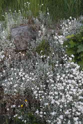 Snow-in-summer(Cerastium tomentosum)