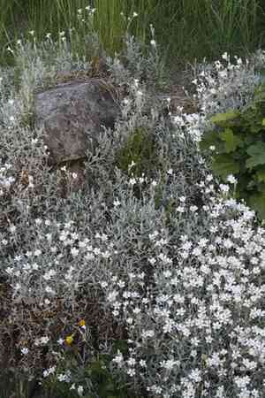 Snow-in-summer(Cerastium tomentosum)