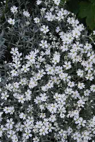 Snow-in-summer(Cerastium tomentosum)