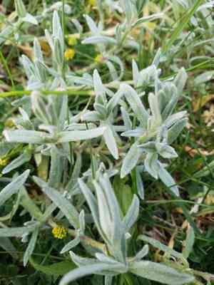 Snow-in-summer(Cerastium tomentosum)