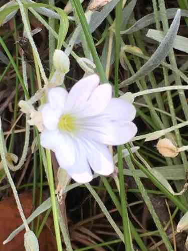Snow-in-summer(Cerastium tomentosum)