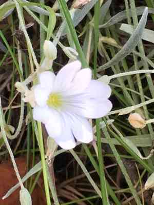 Snow-in-summer(Cerastium tomentosum)