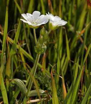 Western field mouse-ear chickweed(Cerastium viride)