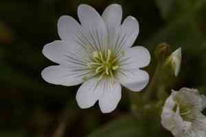 Western field mouse-ear chickweed(Cerastium viride)