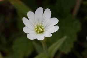 Western field mouse-ear chickweed(Cerastium viride)