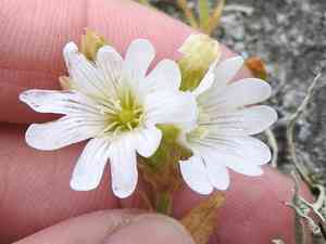 Western field mouse-ear chickweed(Cerastium viride)