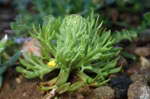 Butterwort(Ceratocephala falcata)