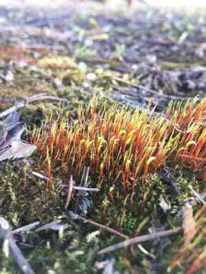 Fire moss(Ceratodon purpureus)