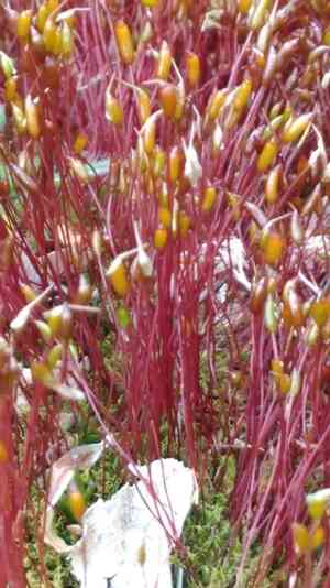 Fire moss(Ceratodon purpureus)