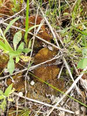 Fire moss(Ceratodon purpureus)
