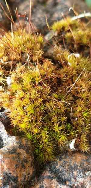 Fire moss(Ceratodon purpureus)