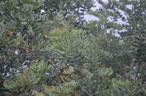Carob tree(Ceratonia siliqua)