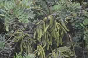 Carob tree(Ceratonia siliqua)
