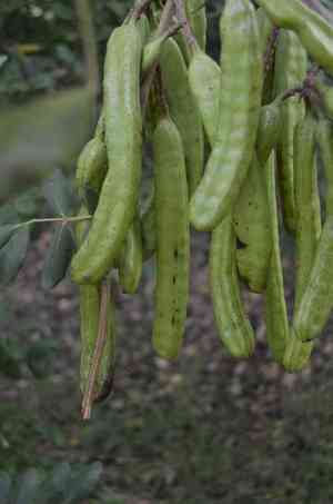 Carob tree(Ceratonia siliqua)