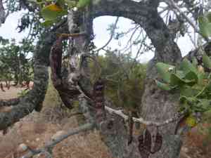 Carob tree(Ceratonia siliqua)