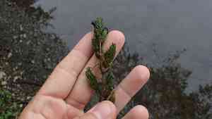 Hornwort(Ceratophyllum demersum)