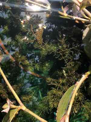 Hornwort(Ceratophyllum demersum)
