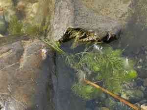 Hornwort(Ceratophyllum demersum)
