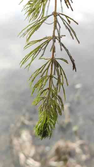 Hornwort(Ceratophyllum demersum)