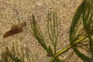 Spineless hornwort(Ceratophyllum echinatum)